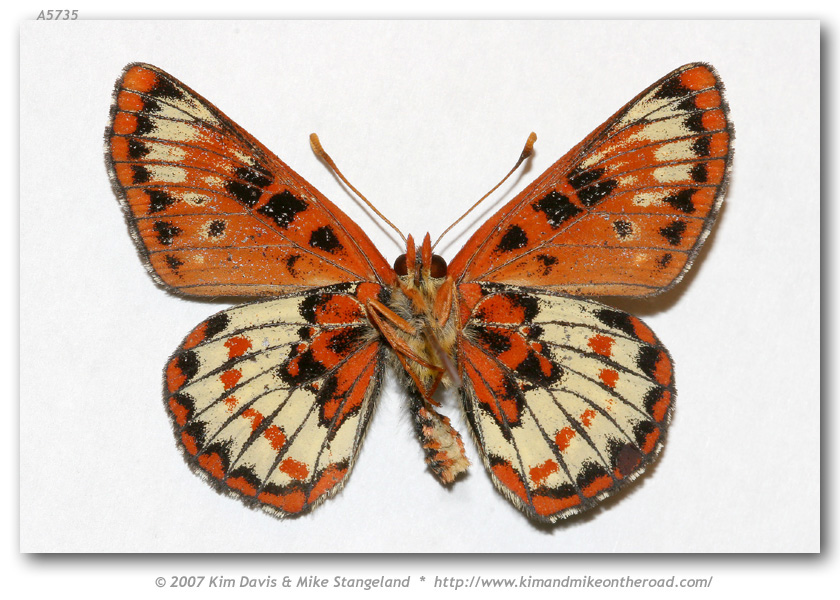 Euphydryas chalcedona chalcedona AB (M East Cielo Dr Santa Ynez Mtns Santa Barbara Co CA USA 31-V-07 C2 2 (Internet Image property of respective owner, non-commercial use only)